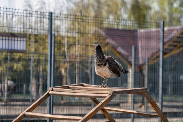 Peacock v Mejigirya parku, Ukrajina — Stock fotografie