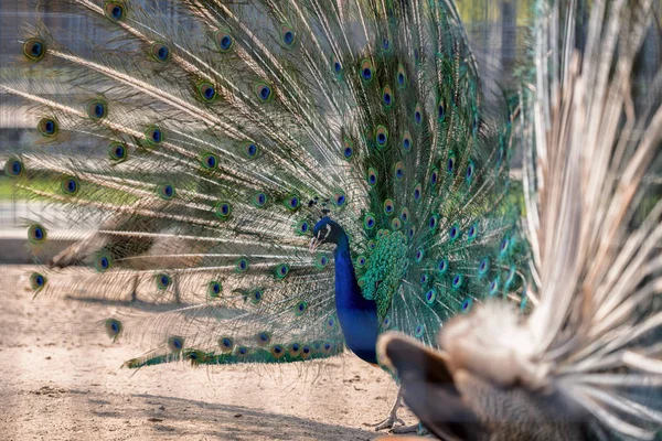 Peacock v Mejigirya parku, Ukrajina — Stock fotografie