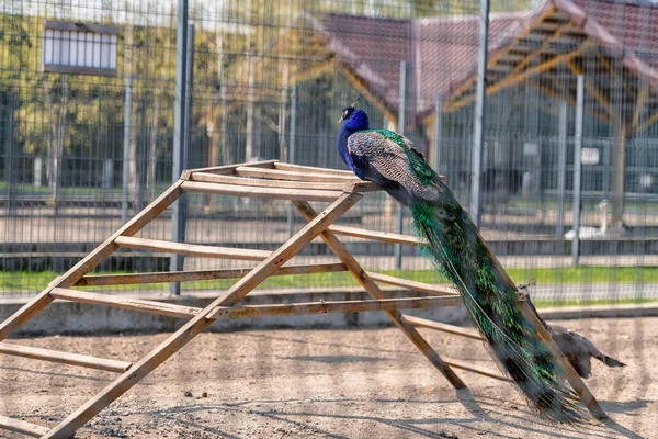 Peacock v Mejigirya parku, Ukrajina — Stock fotografie