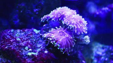 Kiev oceanarium sualtı yaşamı