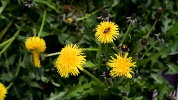 Ljus Maskros Blomma Och Vind Vårträdgård — Stockvideo