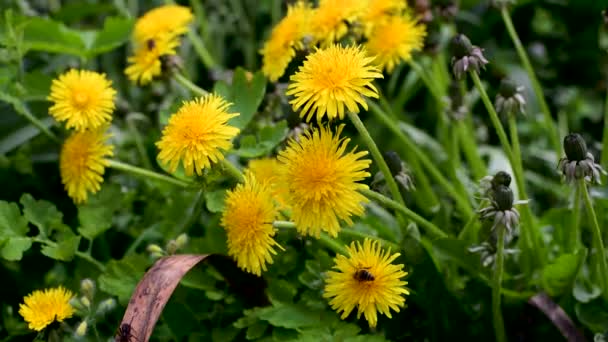 Φωτεινό Λουλούδι Πικραλίδα Και Άνεμος Έναν Κήπο Άνοιξη — Αρχείο Βίντεο