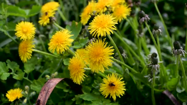 Luminoso Fiore Tarassaco Vento Giardino Primaverile — Video Stock