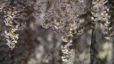 İlkbaharda kiraz çiçekleri, Ukrayna