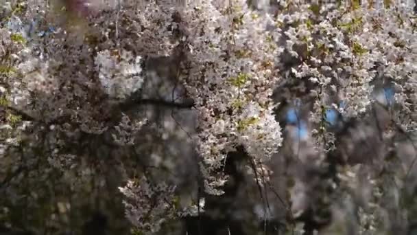 Flores Cereja Tempo Primavera Ucrânia — Vídeo de Stock