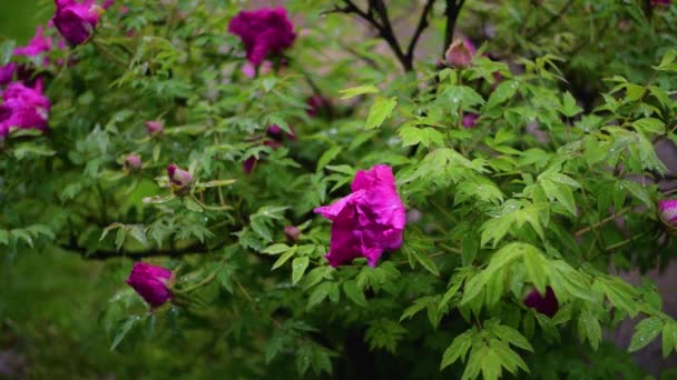 Peonía Flor Con Gotas Agua Día Lluvioso — Vídeos de Stock