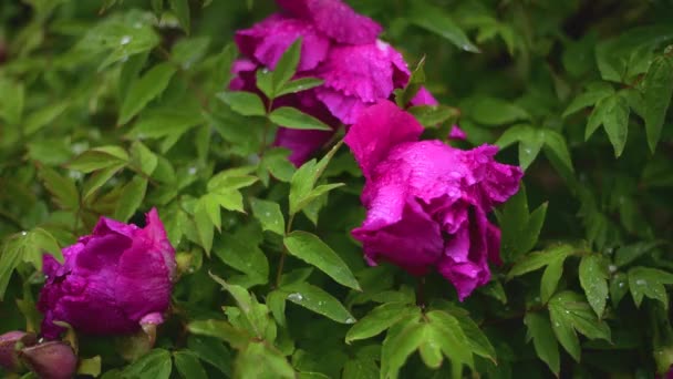 Λουλούδι Παιωνία Σταγόνες Νερού Μια Βροχερή Ημέρα — Αρχείο Βίντεο