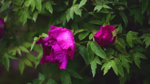 Peony Kwiat Kropli Wody Deszczowy Dzień — Wideo stockowe