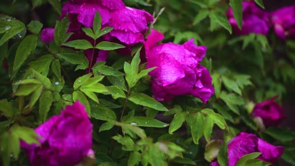 Peonía Flor Con Gotas Agua Día Lluvioso — Vídeos de Stock