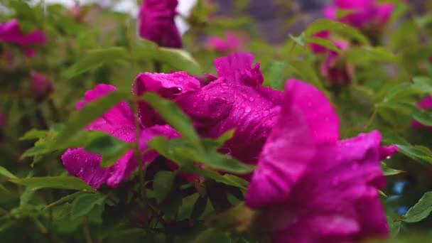 Květ Peony Vodními Poklesy Deštivého Dne — Stock video