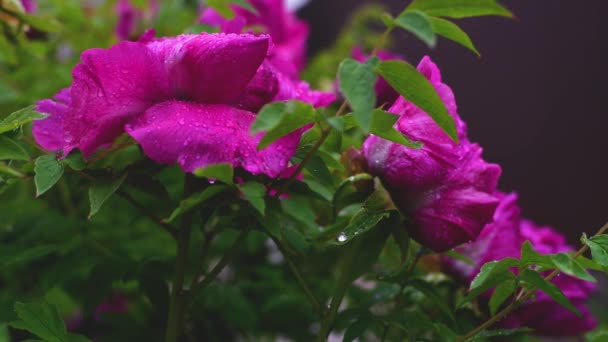 Peonía Flor Con Gotas Agua Día Lluvioso — Vídeos de Stock