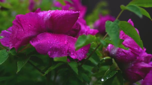 Květ Peony Vodními Poklesy Deštivého Dne — Stock video