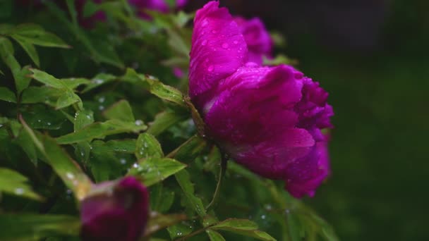 Λουλούδι Παιωνία Σταγόνες Νερού Μια Βροχερή Ημέρα — Αρχείο Βίντεο