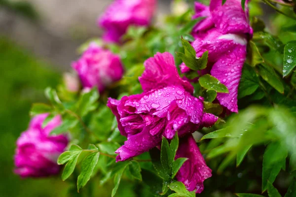 Flor de peônia rosa com gotas de chuva na flor e nas folhas — Fotografia de Stock