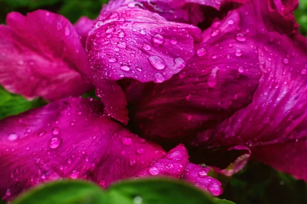 Fleur de pivoine rose avec gouttes de pluie sur la fleur et les feuilles — Photo