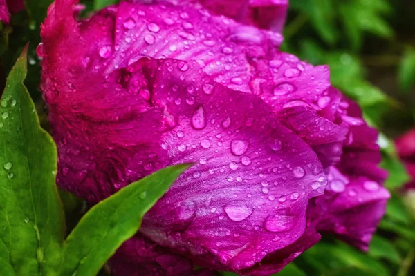 Розовый пионский цветок с капельками дождя на цветок и листья — стоковое фото