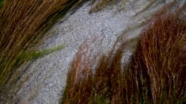 Kolymvari plajda su otları sakin ve balık, Girit adası Yunanistan