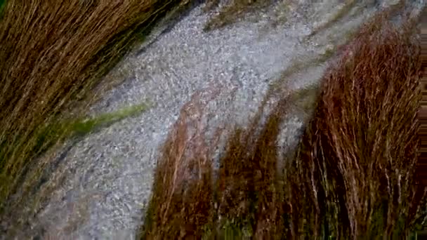 Acqua Erba Calma Pesce Nella Spiaggia Kolymvari Isola Creta Grecia — Video Stock