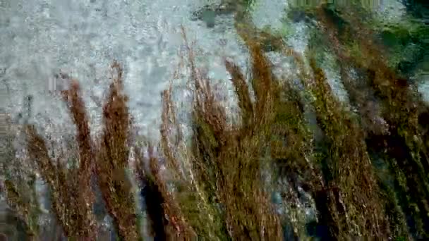 水草平静和鱼在科利姆瓦里海滩 克里特岛希腊 — 图库视频影像