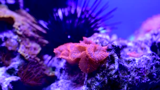 Podmořský Život Kyjevě Oceanárium Kyjev Ukrajina — Stock video