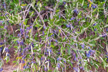 Zeytin ağacında Yunan zeytini. Girit adası, Yunanistan