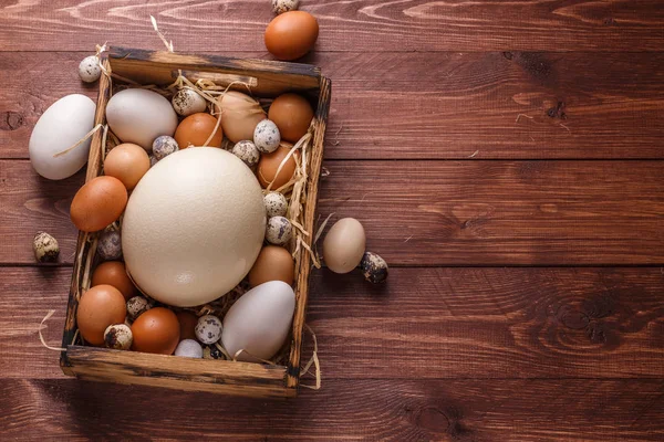 Αυγά από διαφορετικά πουλιά, τόπος για διατύπωση — Φωτογραφία Αρχείου
