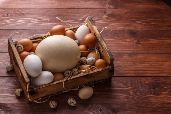 Αυγά από διαφορετικά πουλιά, τόπος για διατύπωση — Φωτογραφία Αρχείου