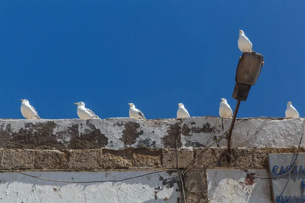 Gaviotas en las paredes de Essaouira, Marruecos —  Fotos de Stock