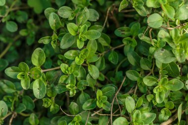 Bahçede taze kekik ekimi, yukarıdan yakından görmek