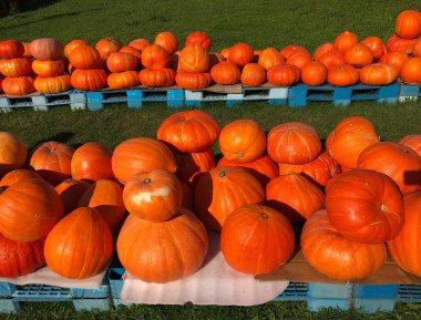 Portakallı kabaklar çiftçi pazarında sergileniyor