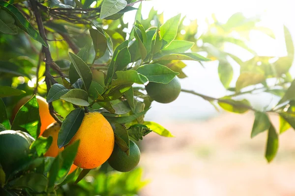 Close-up van sinaasappelbomen in de tuin, selectieve focus — Stockfoto