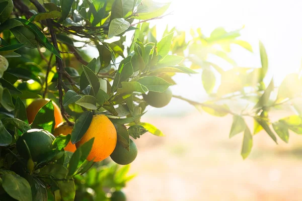 Bahçedeki portakal ağaçlarını kapat, seçici odaklanma
