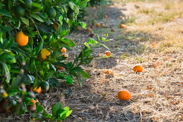 Close-up van sinaasappelbomen in de tuin, selectieve focus — Stockfoto