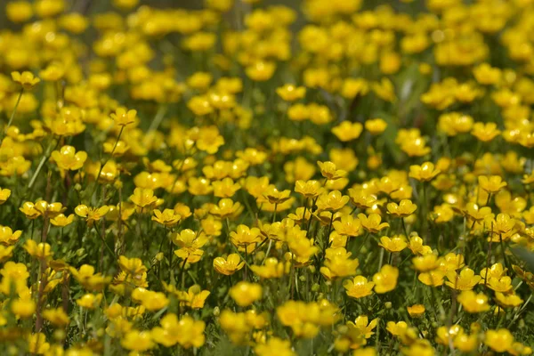 Gele Katoen Grass Bloemen Wei — Stockfoto