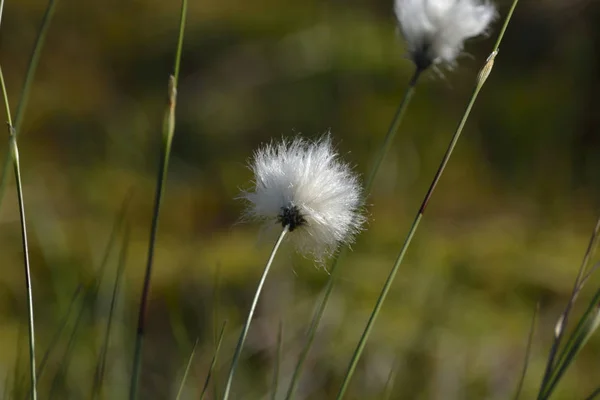 Bloei Van Katoen Wol Moerassen — Stockfoto