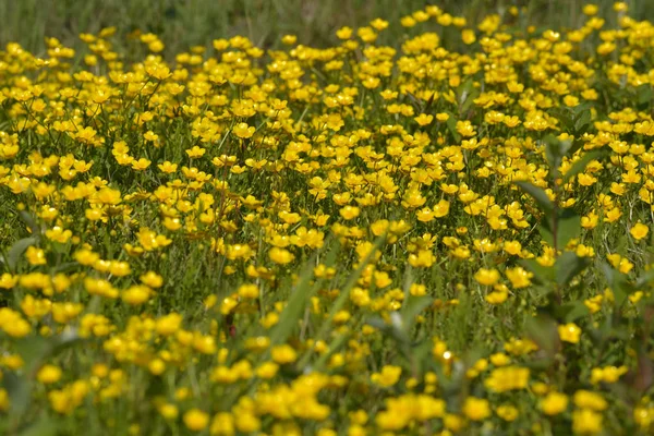 Yellow Cotton Grass Flowers Meadow — Stock Photo, Image
