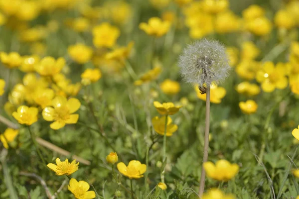 Yellow Cotton Grass Flowers Meadow — Stock Photo, Image