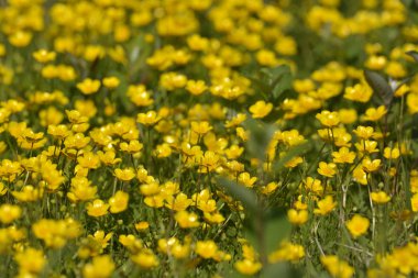 çayırda sarı pamuk-çimen çiçekler