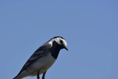 ahşap bir çit oturan kuyruksallayan