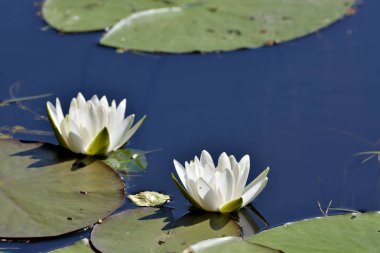 Nilüfer çiçek güzel yüzeyinde waterwater lily çiçek güzel su yüzeyinde