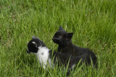 Küçük yavru kedi çim biçme