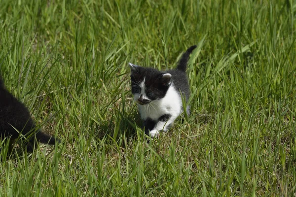 Kleine Katjes Zijn Het Gras Maaien — Stockfoto