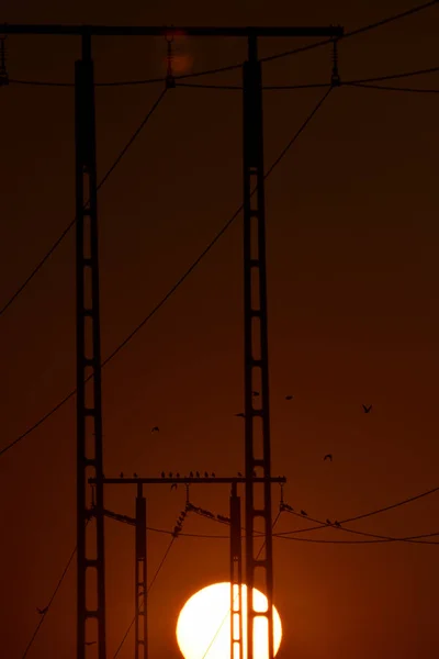 Atardecer Los Estorninos Sentaban Los Polos Tracción Eléctrica — Foto de Stock