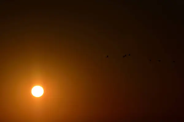 Pôr Sol Sobre Mar Gaivotas Voam Baixo — Fotografia de Stock