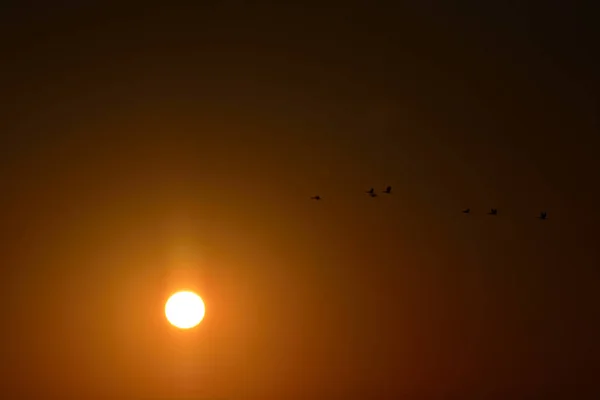 Sonnenuntergang Über Dem Meer Möwen Fliegen Tief — Stockfoto