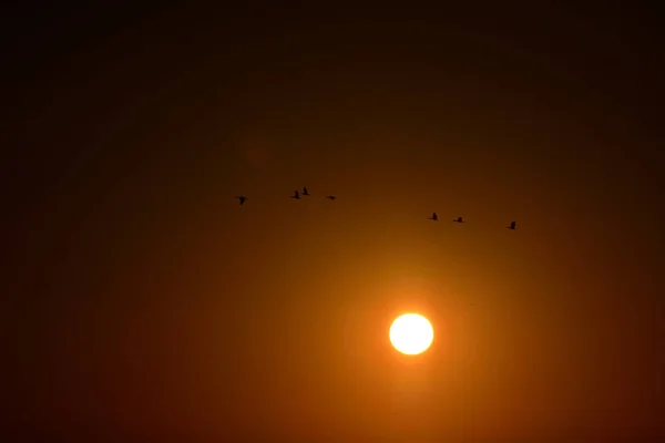 Закат Над Морем Чайки Летают Низко — стоковое фото