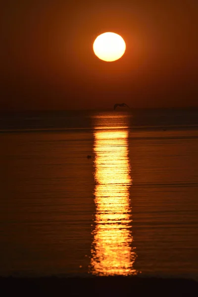 Pôr Sol Sobre Mar Gaivotas Voam Baixo — Fotografia de Stock