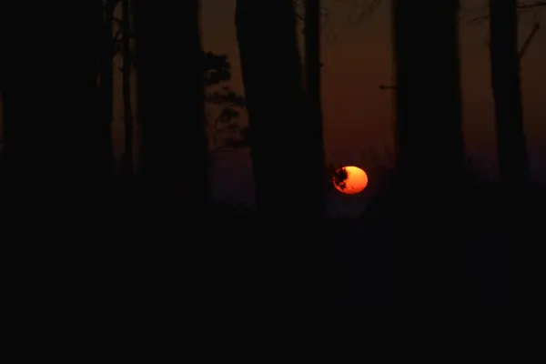 Заходящее Солнце Светит Сквозь Деревья — стоковое фото