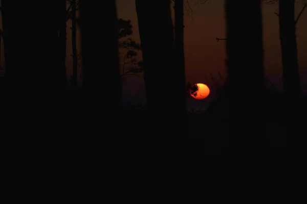 Заходящее Солнце Светит Сквозь Деревья — стоковое фото