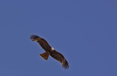 pençe avını ile Şahin